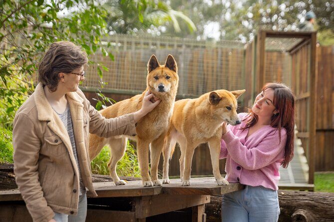 Lone Pine Koala Sanctuary Day Pass - An In-Depth Look at the Experience  