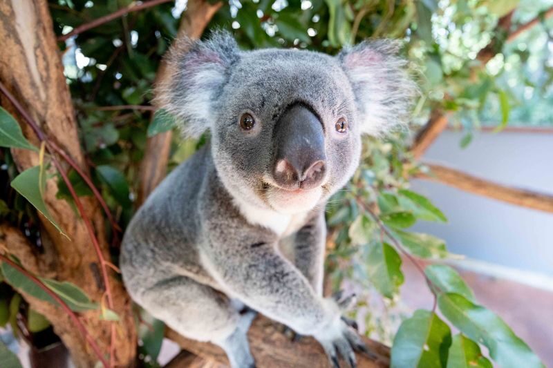 Lone Pine Koala Sanctuary Entry Ticket - What to know before you go