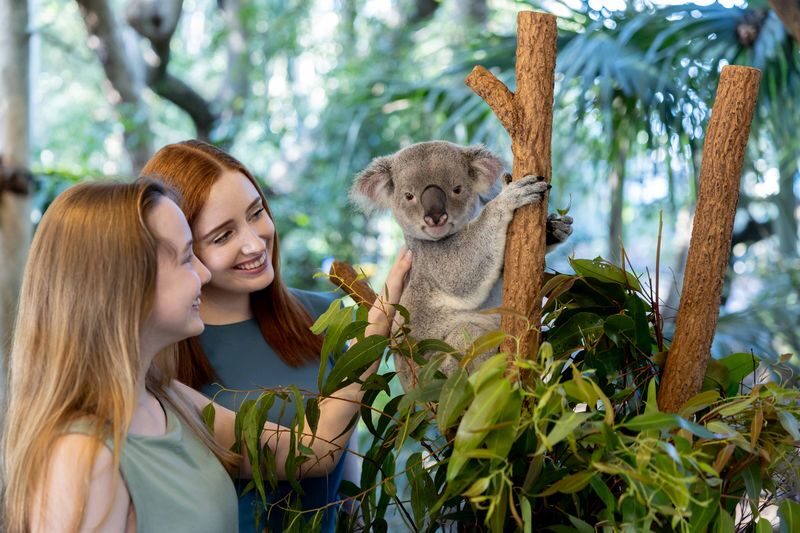 Lone Pine Koala Sanctuary Entry Ticket - Why Lone Pine is more than a koala stop