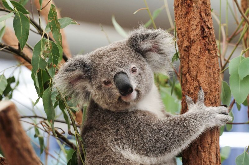 Lone Pine Koala Sanctuary Entry Ticket - Kangaroo feeding is the hands-on highlight