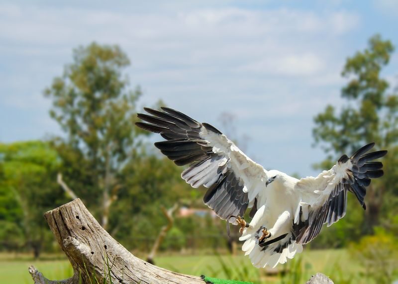 Lone Pine Koala Sanctuary Entry Ticket - A daytime ticket and a separate after-dark option