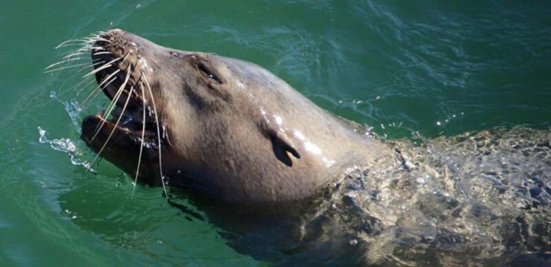 Long Beach: Sightseeing Harbor Cruise - FAQ