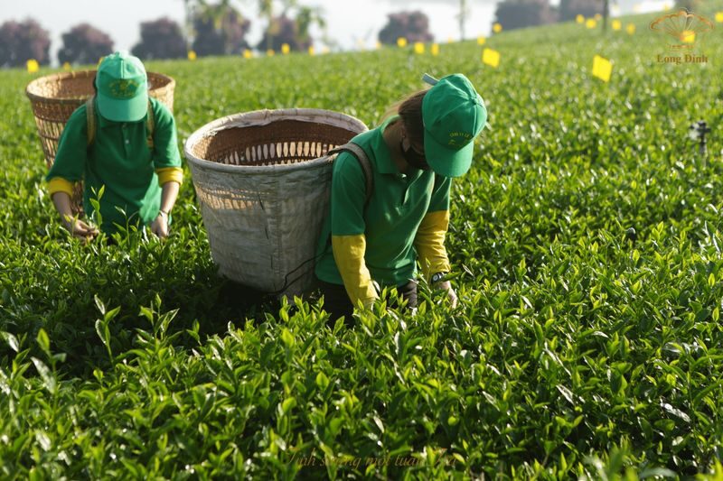 Long Dinh Tea Museum Ticket in Da Lat - Who will get the most from Long Dinh