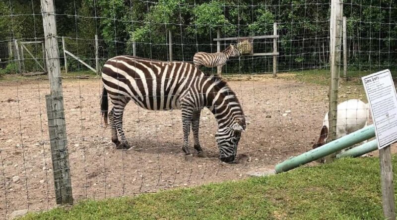 Long Island Farm & Vanderbilt Planetarium Tour|Kids 50% Off - A Closer Look at the Tour Itinerary