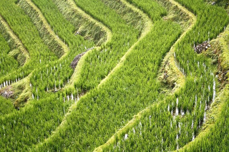 Longji Rice Terraced Fields and Minority Villages Tour - Why Longji is worth a full day