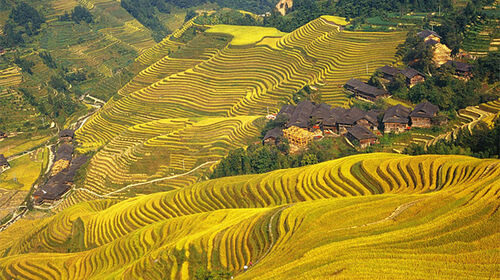 Longji Rice Terraces - Why the terraces are more than a photo stop