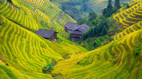 Longji Rice Terraces - Season, weather, and the best time for your priorities