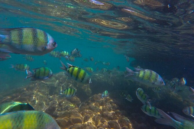 Longtail Boat Snorkeling in Phi Phi Island - Top Snorkeling Spots in Phi Phi Island