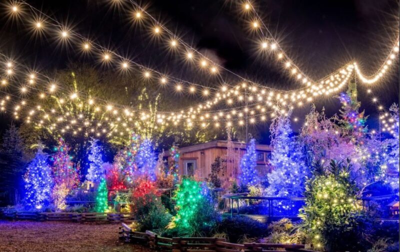 Longwood Gardens Holiday Lights Tour from Philadelphia - The Perfect Holiday Excursion: An Overview