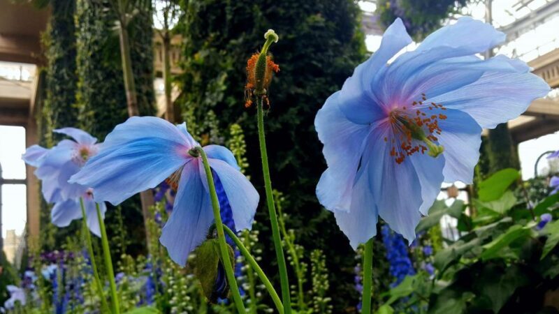 Longwood Gardens Holiday Lights Tour from Philadelphia - Who Will Love This Tour?