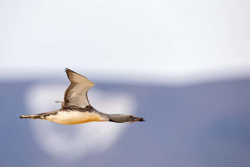 Longyearbyen: Wildlife Safari & Hiking Photography Tour - Longyearbyen: Wildlife Safari & Hiking Photography Tour — An In-Depth Review
