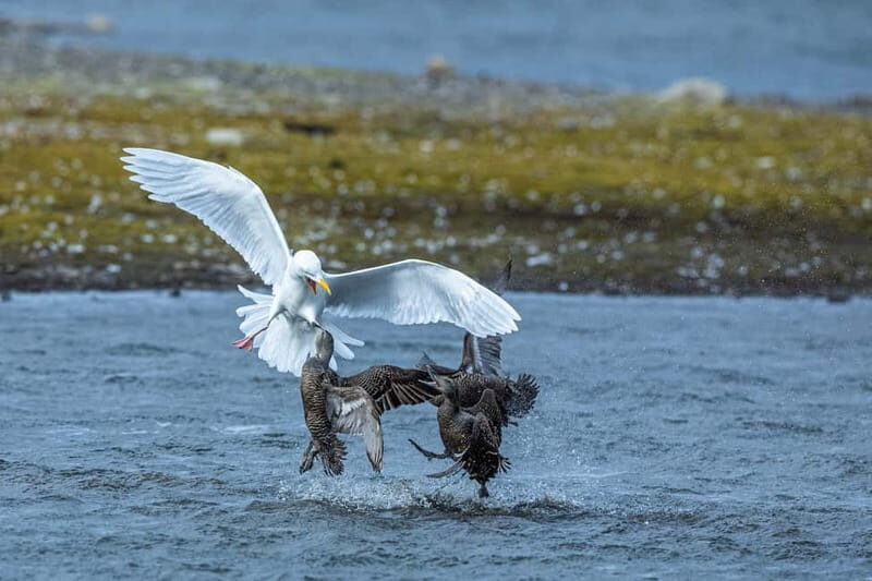 Longyearbyen: Wildlife Safari & Hiking Photography Tour - Good To Know