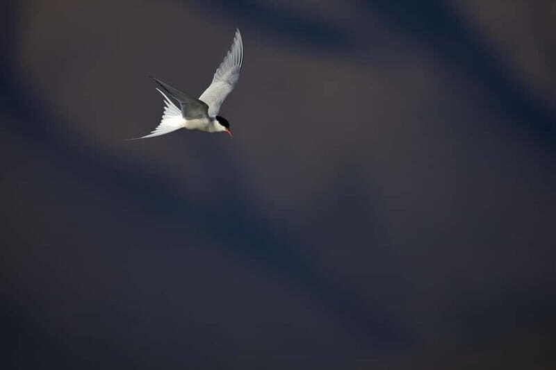 Longyearbyen: Wildlife Safari & Hiking Photography Tour - FAQ