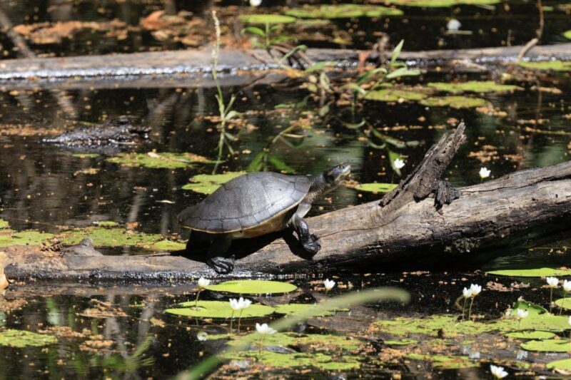 LookAbout Darwin Wetlands Wildlife Premium Tour Max 6 Guests - The Practicalities: What to Expect