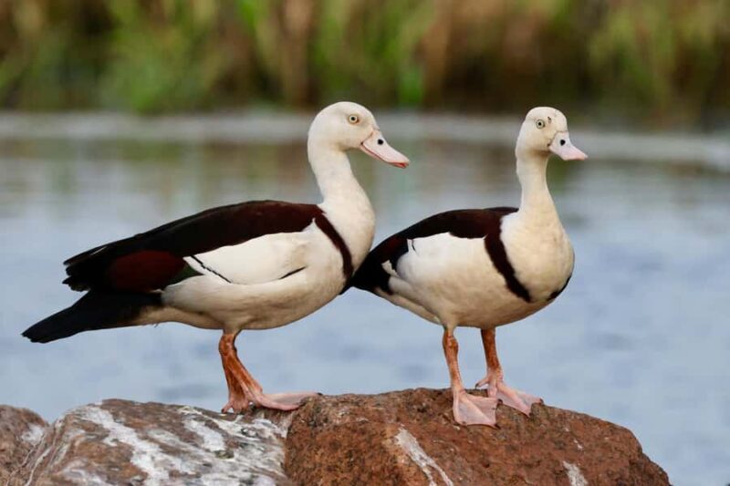 LookAbout Darwin Wetlands Wildlife Premium Tour Max 6 Guests - What Sets This Tour Apart?