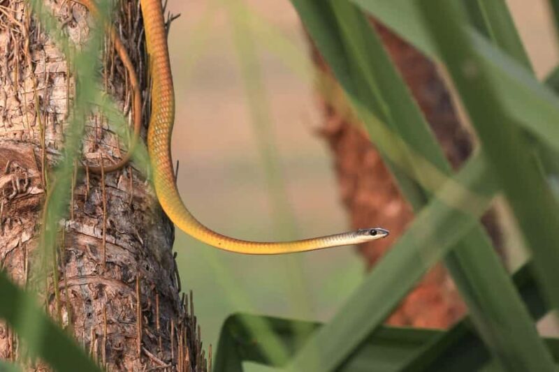 LookAbout Darwin Wetlands Wildlife Premium Tour Max 6 Guests - Who Is This Tour Best For?