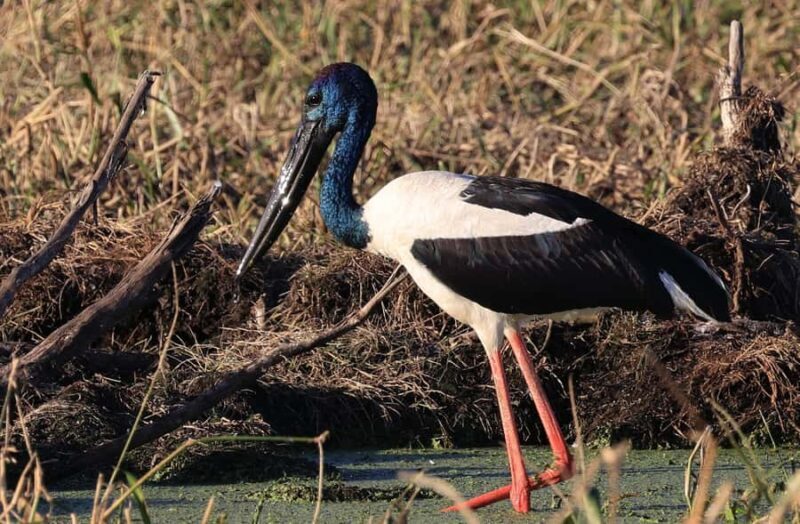 LookAbout Darwin Wetlands Wildlife Premium Tour Max 6 Guests - FAQs