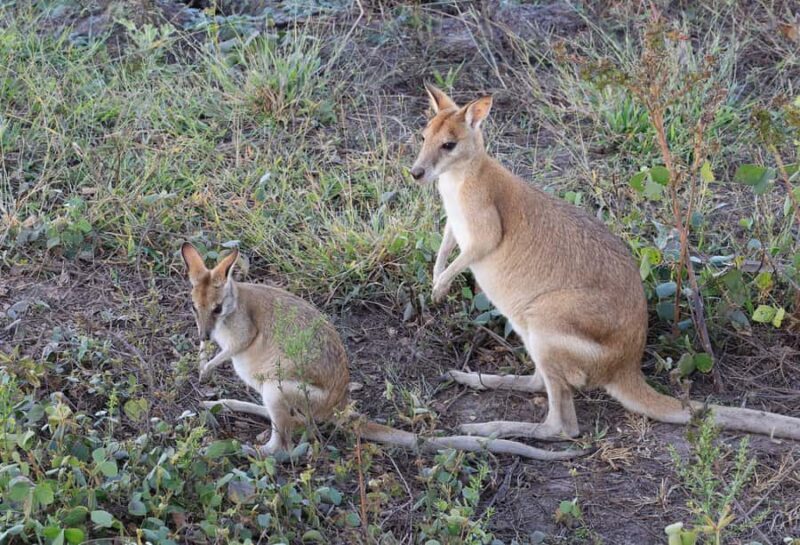 LookAbout Darwin Wetlands Wildlife Premium Tour Max 6 Guests - Final Thoughts