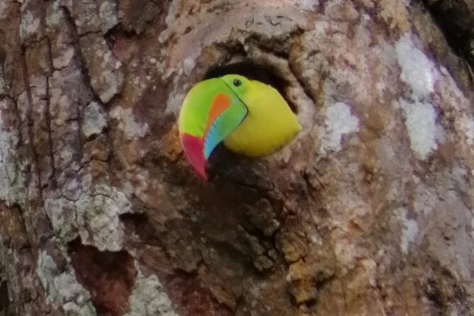 Looking for Toucans - Good To Know