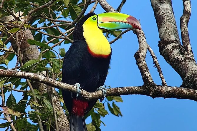 Looking for Toucans - Ideal Gear for Bird Watching