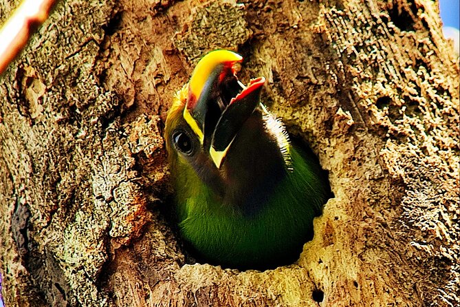 Looking for Toucans - Top Locations in Monteverde