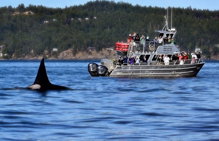 Lopez Island: Whales & Wildlife Boat Tour - Good To Know