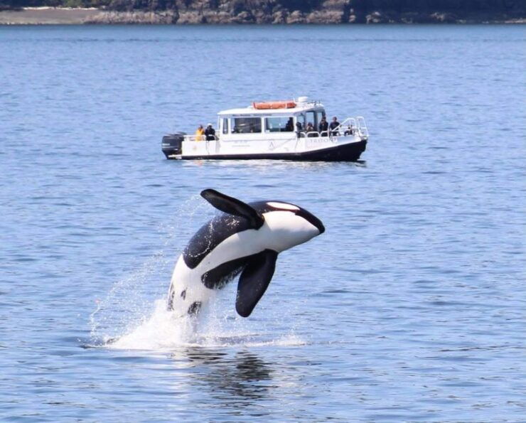 Lopez Island: Whales & Wildlife Boat Tour - Pricing and Duration