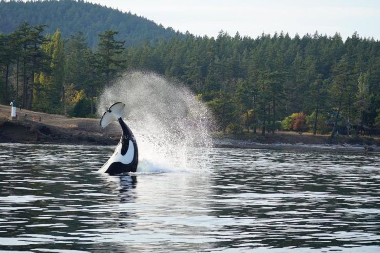 Lopez Island: Whales & Wildlife Boat Tour - Availability and Cancellation Policy