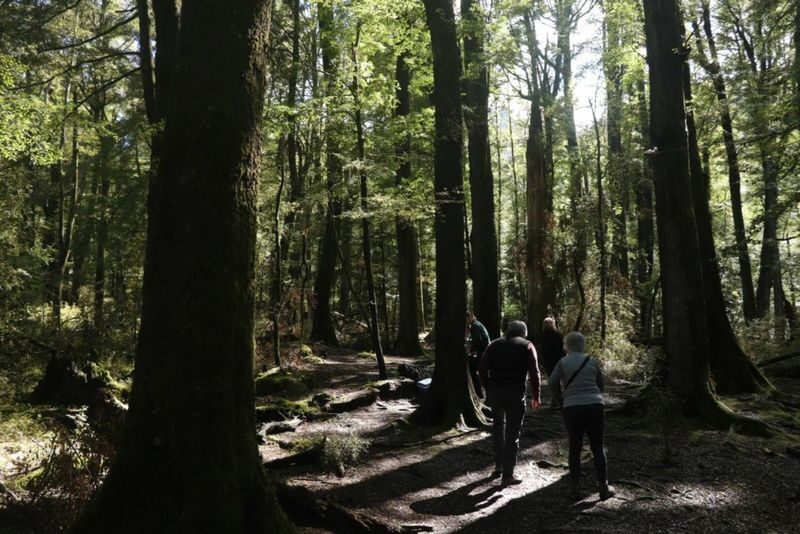 Lord of the Rings Safari - Glenorchy Half Day Tour - Who should book this Glenorchy safari?