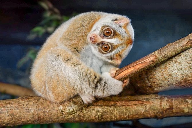 Loris Watching From Sigiriya - Good To Know