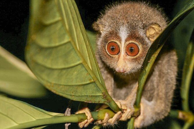 Loris Watching From Sigiriya - Tour Highlights and Inclusions