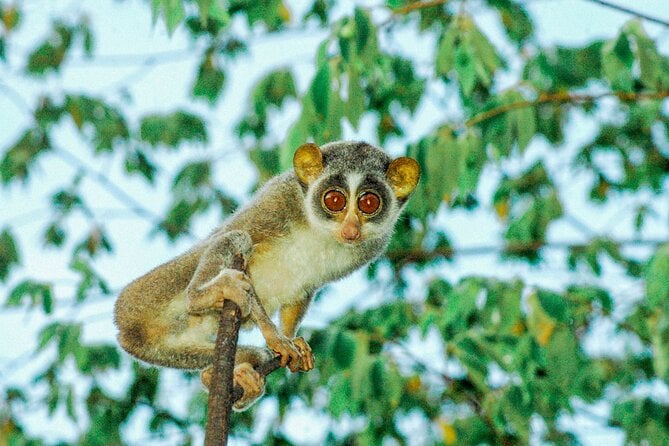 Loris Watching From Sigiriya - Frequently Asked Questions