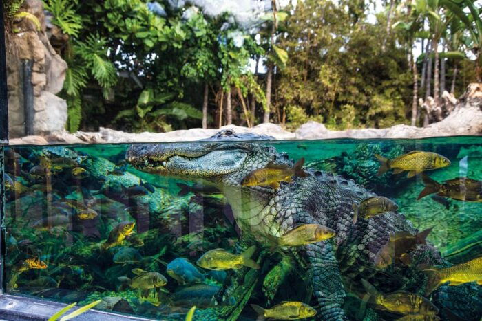 Loro Parque and Siam Park Combined Admission Tickets - Accessibility Considerations