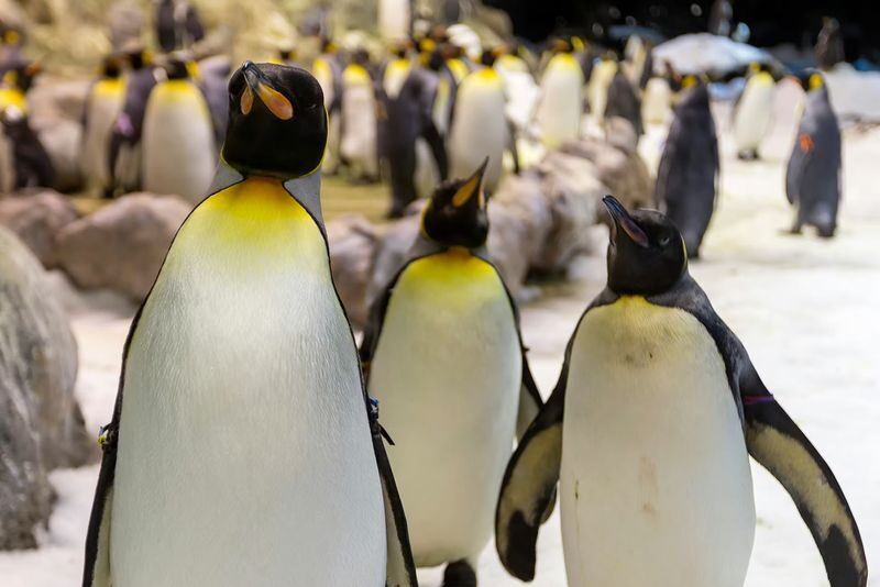 Loro Parque and Siam Park Ticket in Tenerife - Getting between the parks and choosing your order