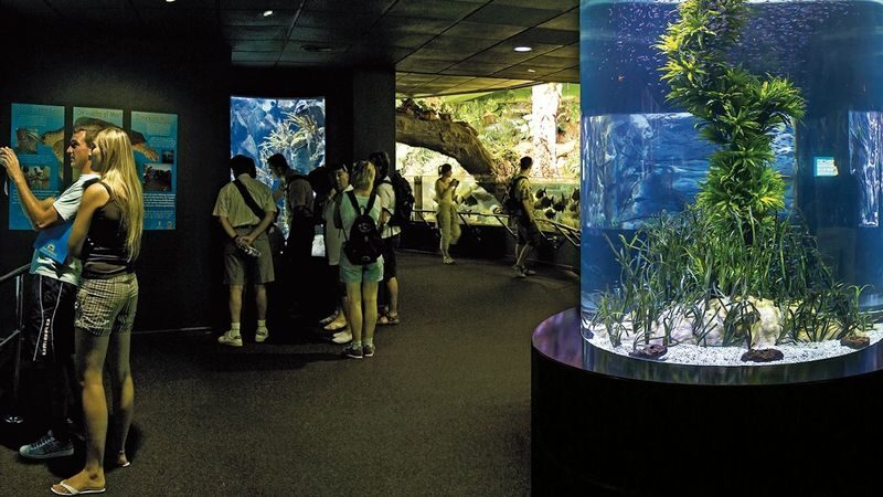 Loro Parque ticket - A day among marine life and land animals