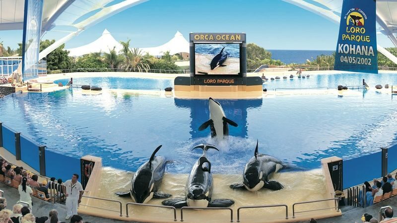 Loro Parque ticket - Give Penguin Planet time