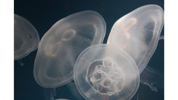 Los Angeles: Heal The Bay Aquarium in Santa Monica - Ticket Information