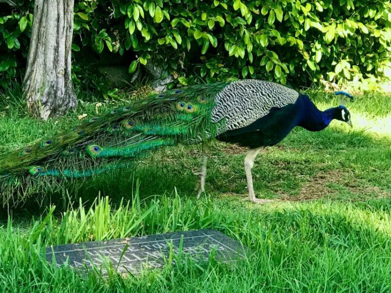 Los Angeles: Hollywood Sign Electric Bike Tour - Authentic Experiences from Reviews