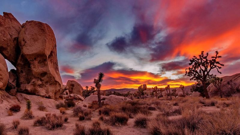 Los Angeles Joshua Tree National Park Full-Day Small Group Tour - Three hours among Joshua Tree’s rocks and trees