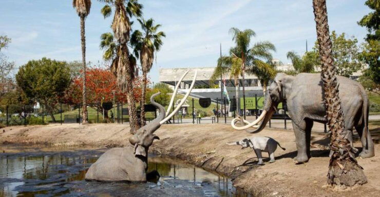 Los Angeles: La Brea Tar Pits Museum Ticket - Ticket Details