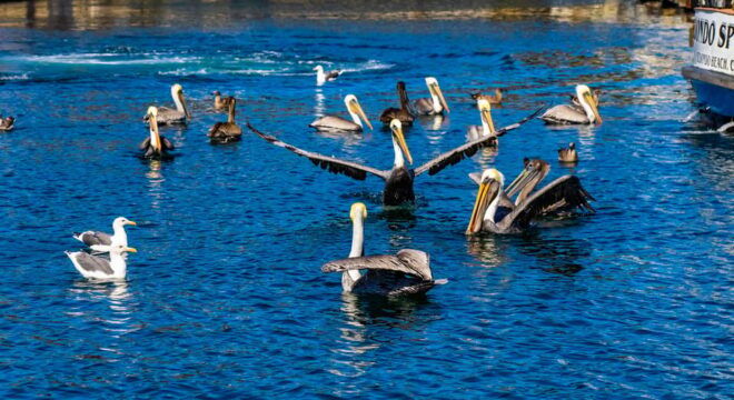 Los Angeles: Redondo Beach Glass Bottom Boat Cruise - Customer Reviews and Ratings