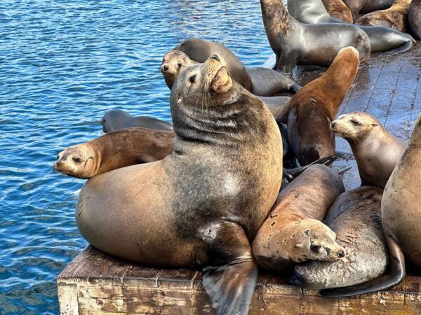 Los Angeles: Redondo Beach Glass Bottom Boat Cruise - Unique Underwater Viewing