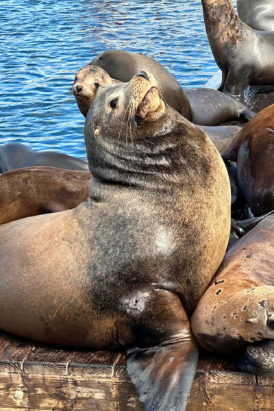 Los Angeles: Redondo Beach Glass Bottom Boat Cruise - Family-Friendly Adventure