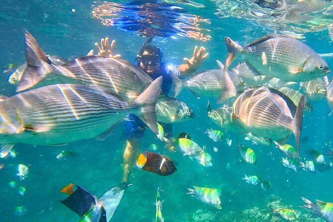 Los Arcos Snorkeling Adventure, Colomitos & Las Animas Beach - Transportation & Meeting Point