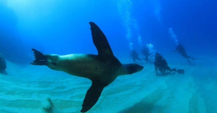 Los Cabos 3-Hour Certified Scuba Diving Tour - Diving Experience