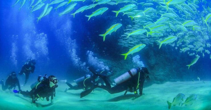 Los Cabos: 3-Hour Introductory Scuba Diving Adventure - Booking Information