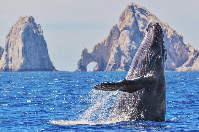 Los Cabos All Included Whale Watching Experience - Good To Know