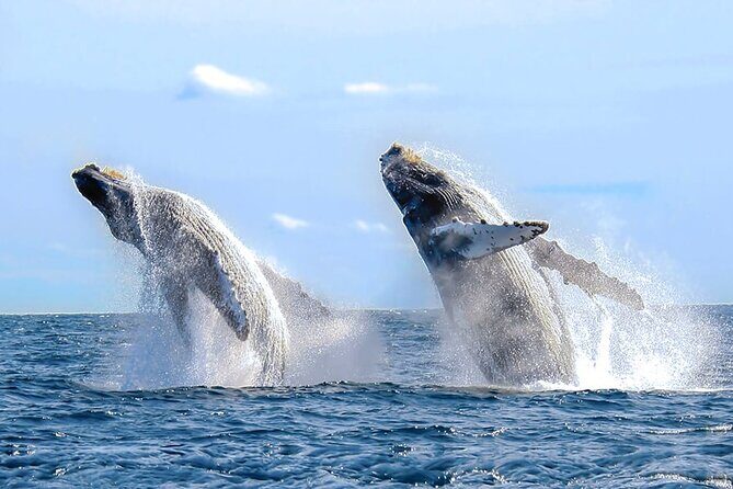 Los Cabos All Included Whale Watching Experience - Practical Tips for Travelers