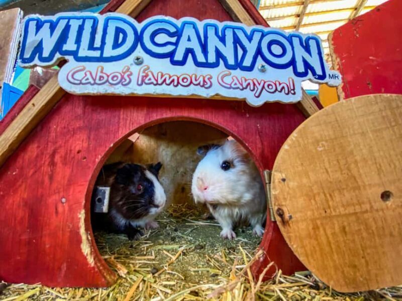 Los Cabos: Animal Encounter & Aqua Park Adventure - Final Thoughts