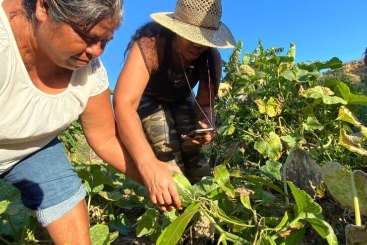 Los Cabos: Azteca Cactus Taco - Farm to Table Cooking Class - Experience Highlights
